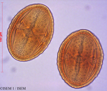 ISEM 1/Mutisia_andersonii_29076/Mutisia_andersonii_29076_0001(copy)_thumb.jpg